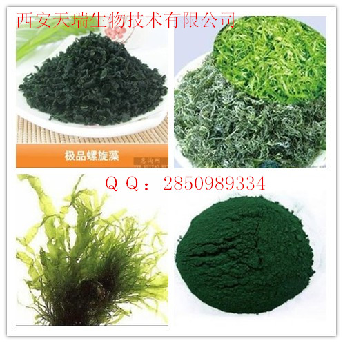 螺旋藻粉圖片/螺旋藻粉樣板圖 (1)