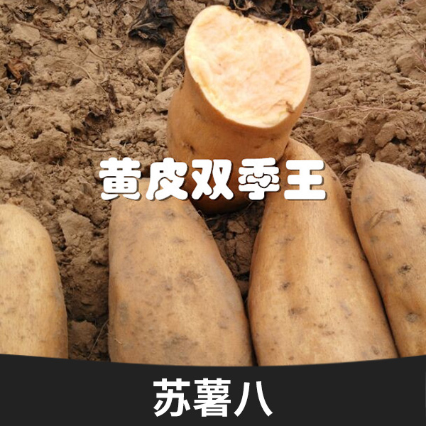 蘇薯八哪里有批發(fā)價格，蘇薯八種植基地批發(fā)，蘇薯八種植基地直銷