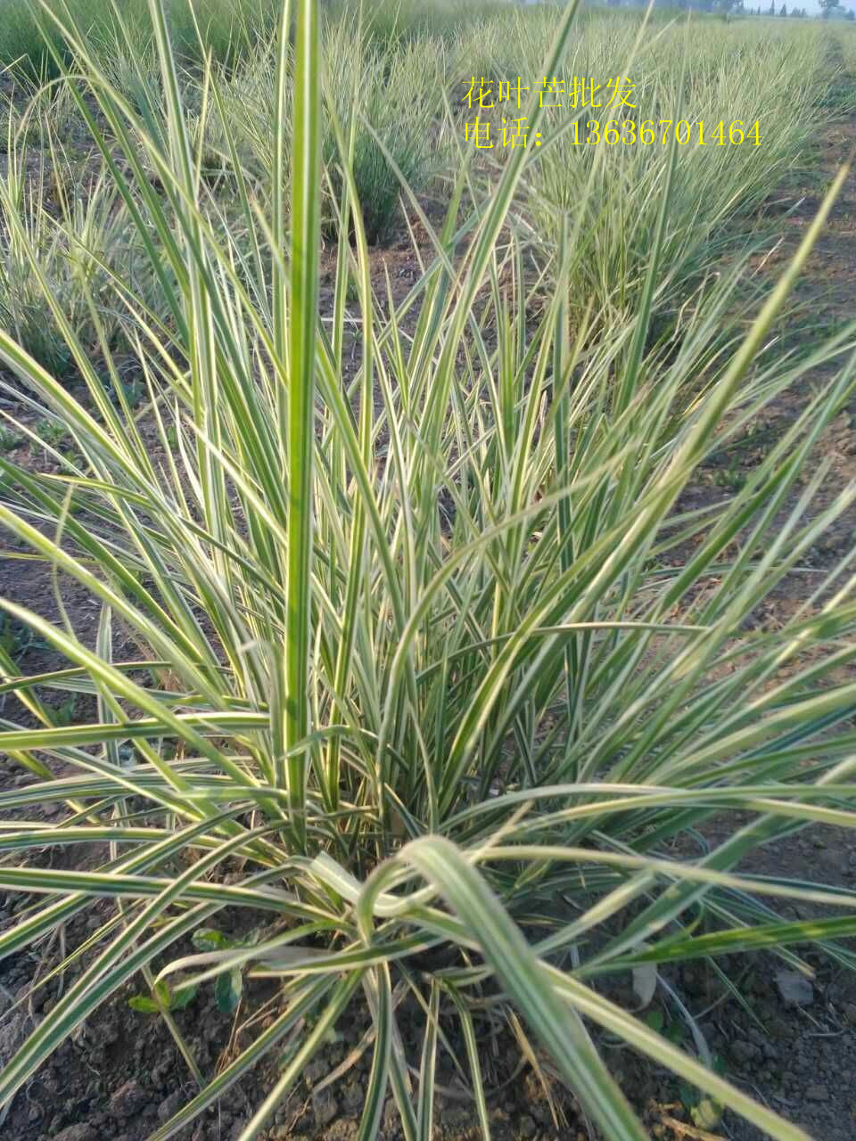 供应用于绿化的花叶芒、花叶芒习性、花叶芒技术图片