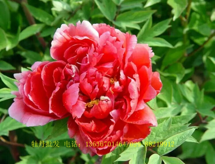 擺放圖片/擺放樣板圖 (4)