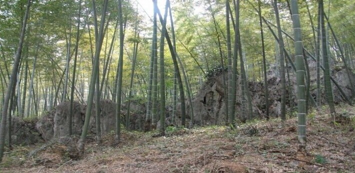 湖南长期供应毛竹竹子原材料 雪峰图片