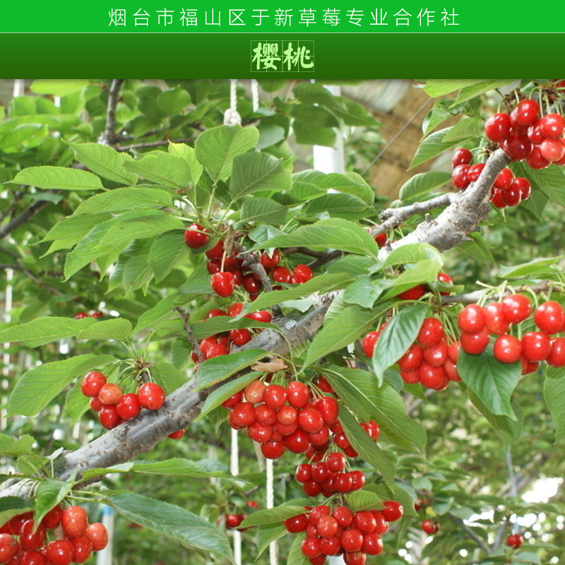 山東最大櫻桃批發(fā)圖片