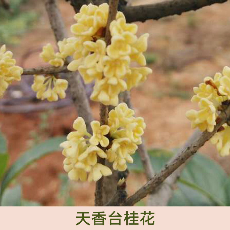 天香台阁桂花价格，天香台阁桂花批发，天香台阁桂花厂家图片