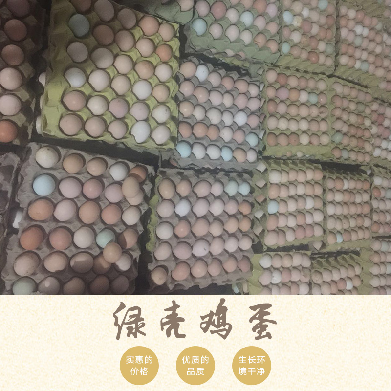 綠殼雞蛋圖片/綠殼雞蛋樣板圖 (3)