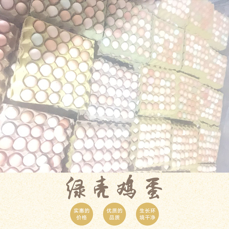 綠殼雞蛋圖片/綠殼雞蛋樣板圖 (1)