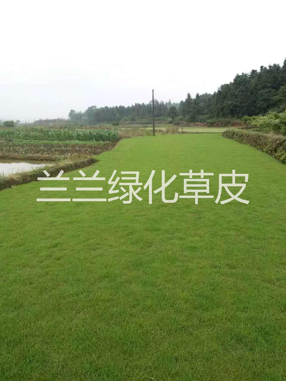 红花继木小苗供应用于苗圃的红花继木小苗