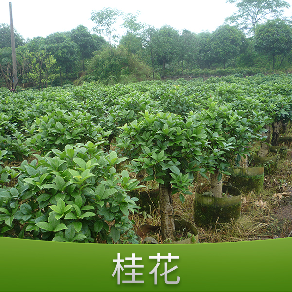 供应金华何氏桂花 桂花树 桂花盆景 桂花种子 桂花树苗 盆栽桂花