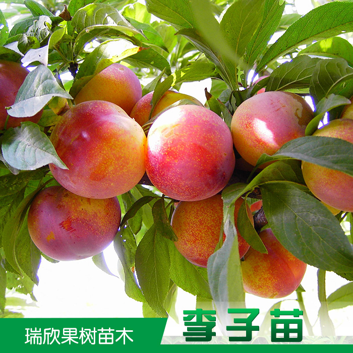 李子苗圖片/李子苗樣板圖 (4)