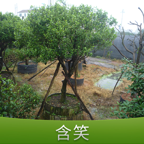浙江含笑圖片