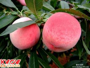 毛桃毛桃產(chǎn)地山東毛桃批發(fā)基地