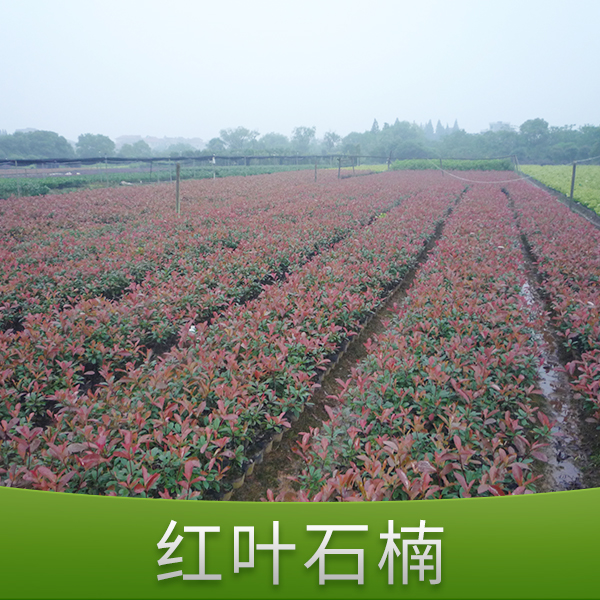 紅葉石楠圖片/紅葉石楠樣板圖 (4)