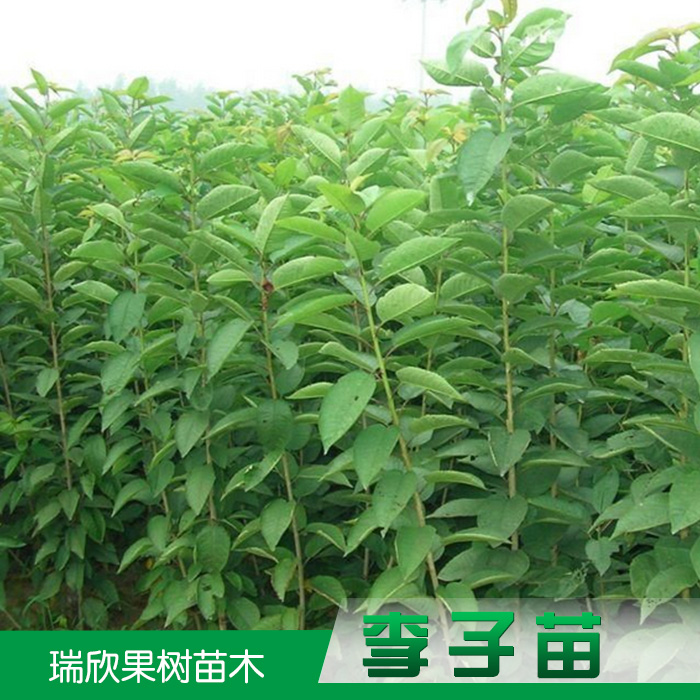 李子苗圖片/李子苗樣板圖 (1)