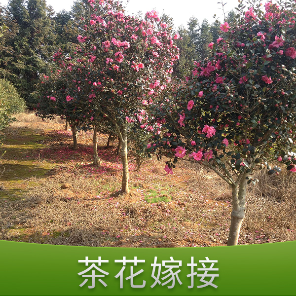 茶花嫁接圖片