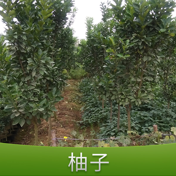 柚子圖片/柚子樣板圖 (4)