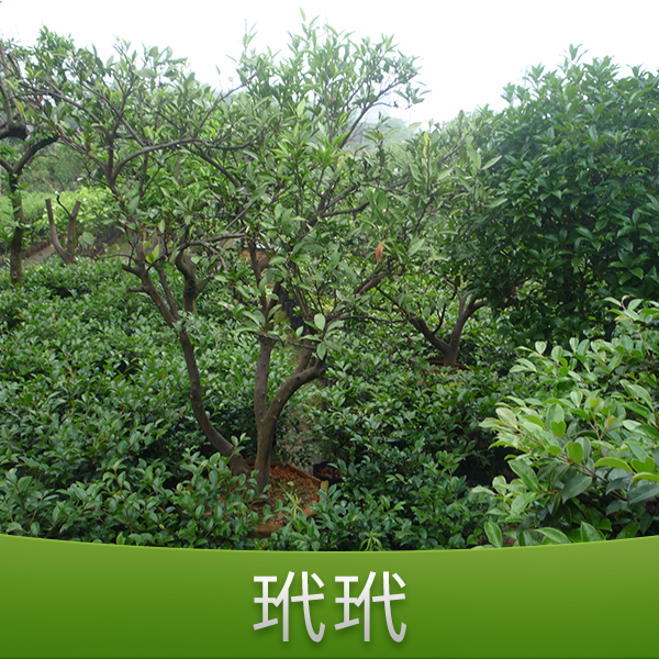 金華何氏玳玳圖片/金華何氏玳玳樣板圖 (1)