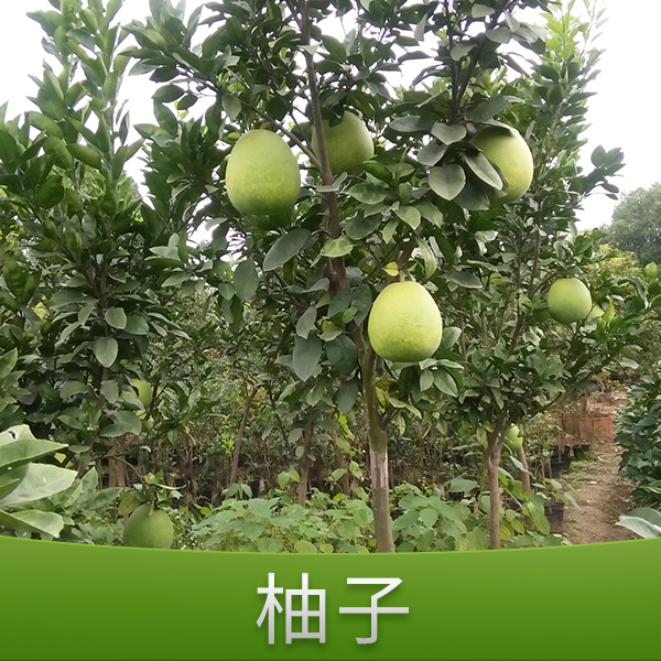柚子銷售