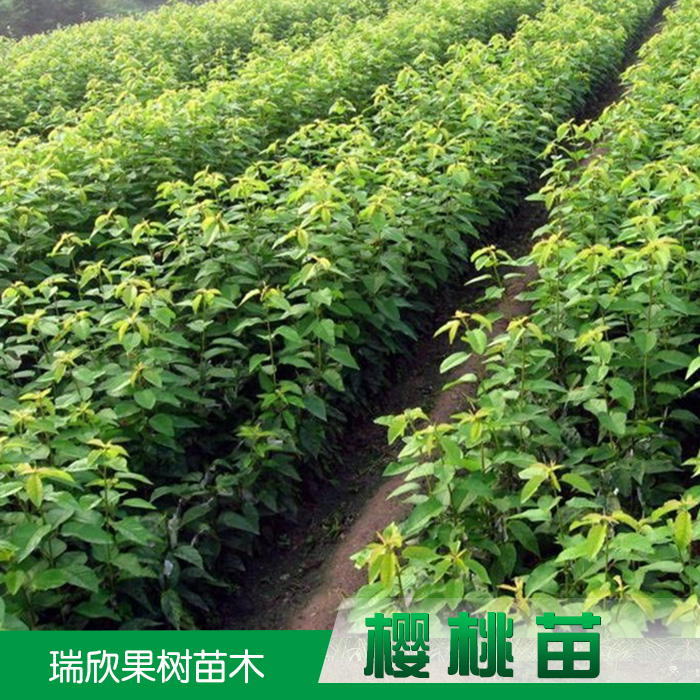 陜西瑞欣櫻桃苗銷售