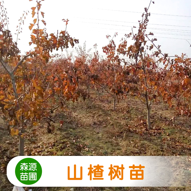山楂樹苗圖片/山楂樹苗樣板圖 (4)