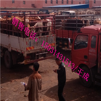 牲畜交易集市圖片/牲畜交易集市樣板圖 (4)