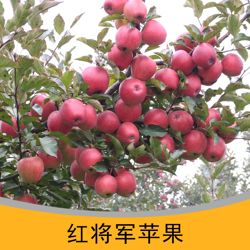 惠農(nóng)水果合作社供應(yīng)紅將軍蘋果、早熟紅富士原生態(tài)蘋果|綠色無公害蘋果