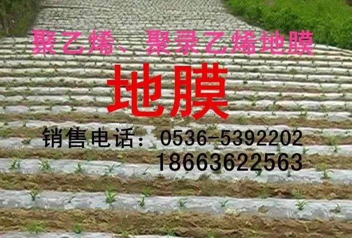 塑料薄膜圖片/塑料薄膜樣板圖 (4)