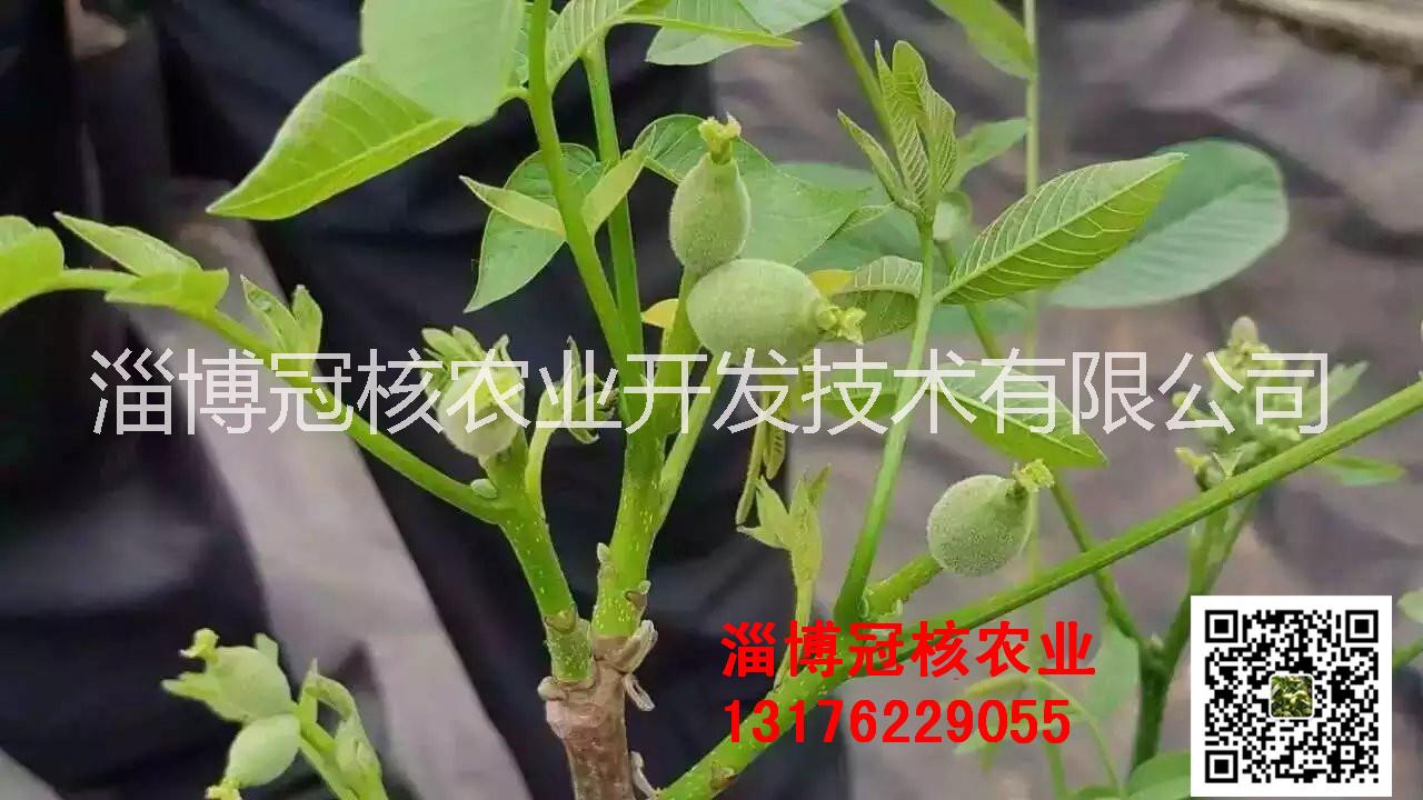 核桃苗培育圖片/核桃苗培育樣板圖 (4)