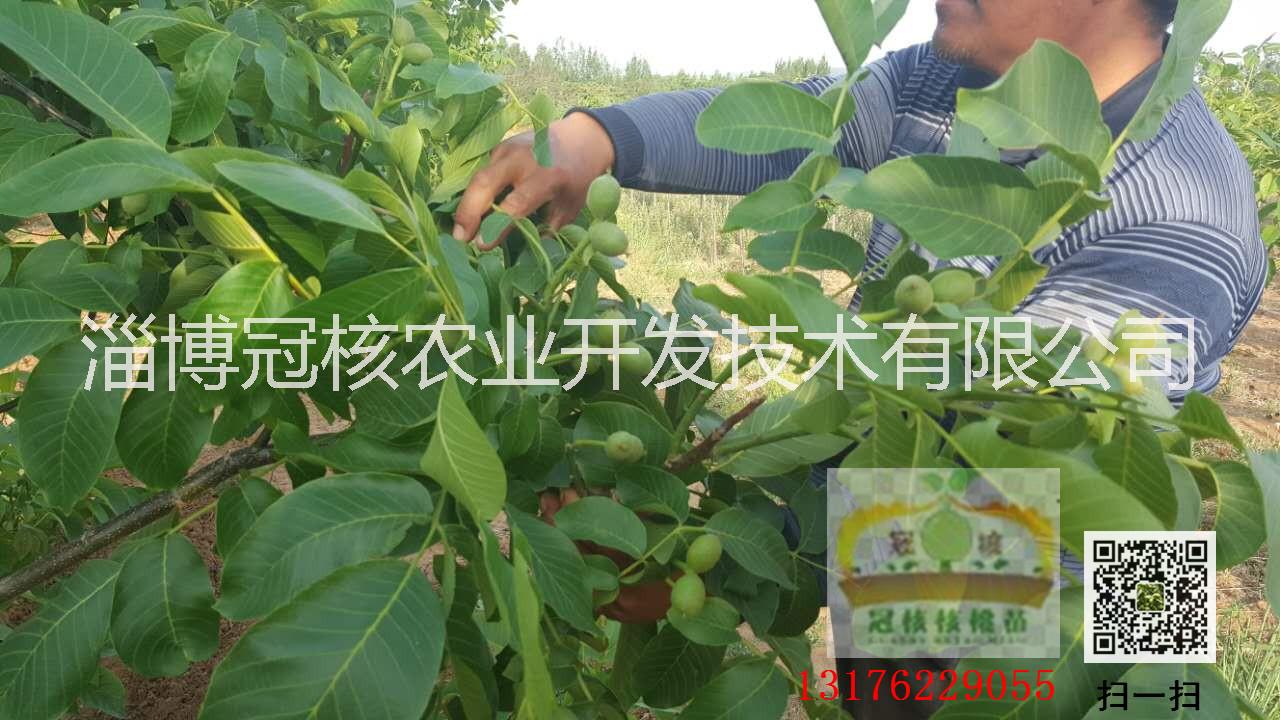 核桃苗是怎么培育的？圖片