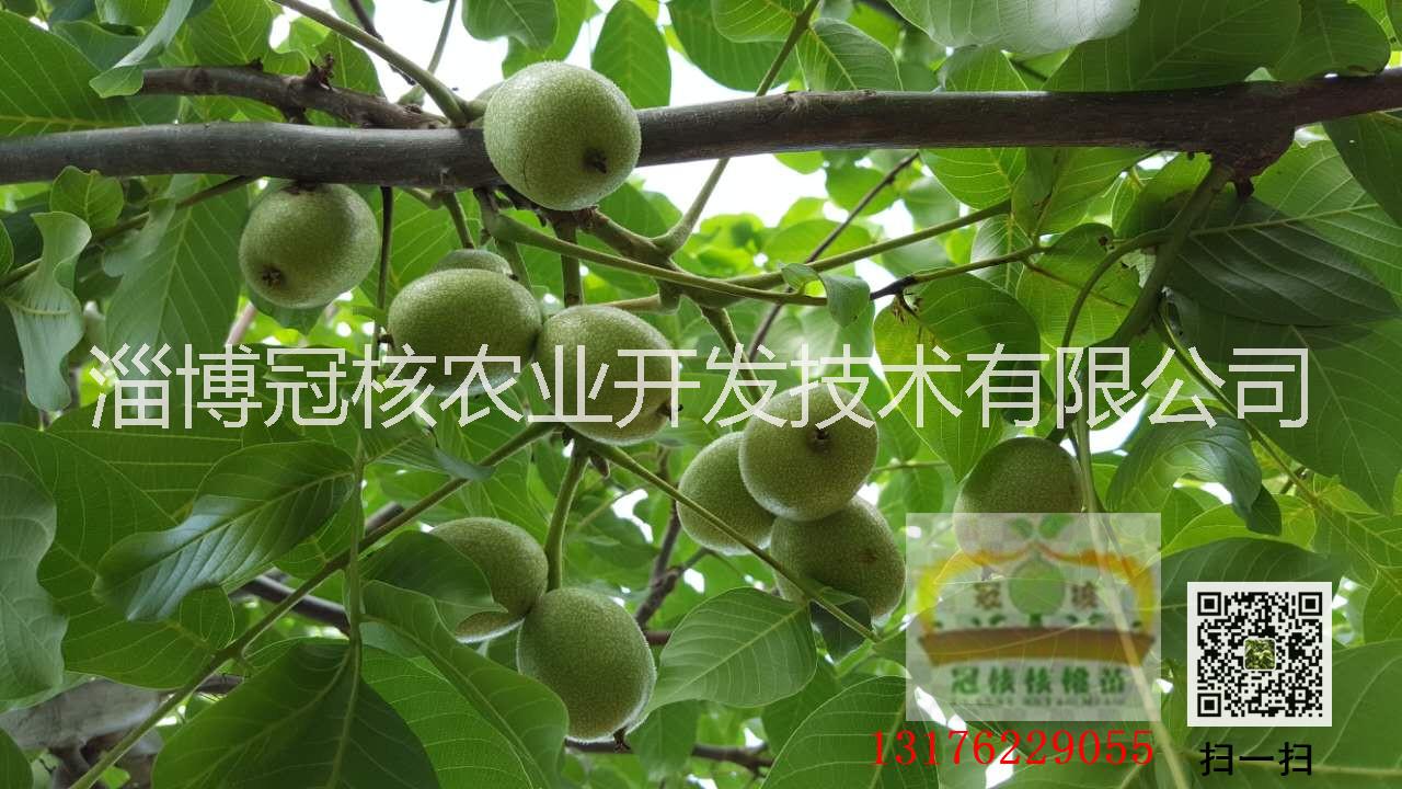 核桃苗圖片/核桃苗樣板圖 (2)