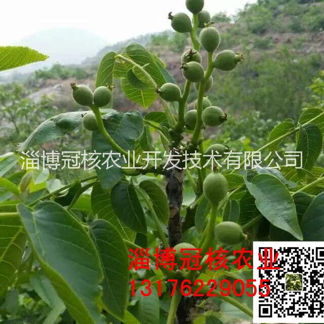 核桃苗培育圖片/核桃苗培育樣板圖 (3)