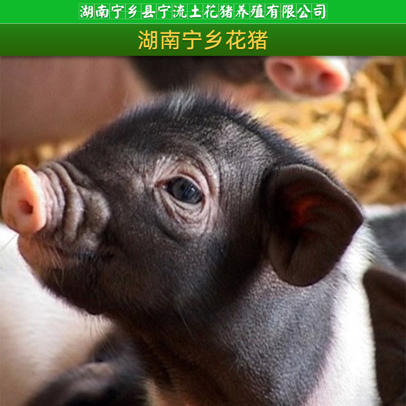 寧鄉(xiāng)土花豬圖片/寧鄉(xiāng)土花豬樣板圖 (2)