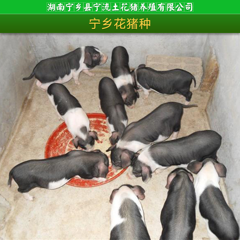 寧流土花豬養(yǎng)殖供應(yīng)寧鄉(xiāng)花豬種、土花豬苗|肉豬種苗、湖南花豬養(yǎng)殖批發(fā)