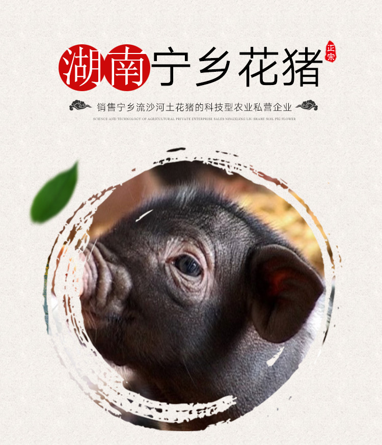 寧鄉(xiāng)土花豬圖片/寧鄉(xiāng)土花豬樣板圖 (1)