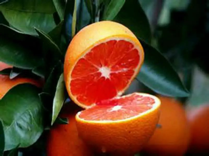 紅肉臍橙圖片/紅肉臍橙樣板圖 (3)