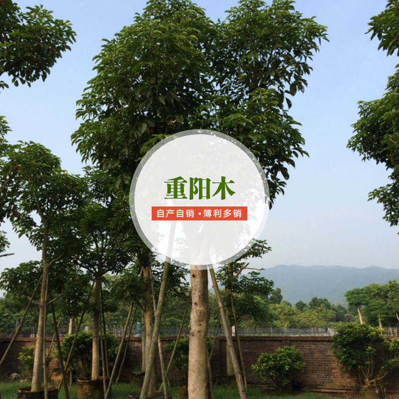 重陽(yáng)木批發(fā)商圖片/重陽(yáng)木批發(fā)商樣板圖 (4)