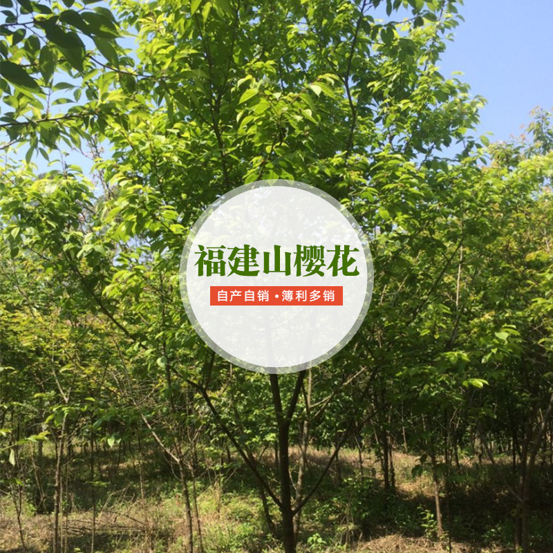 福建山櫻花圖片/福建山櫻花樣板圖 (4)