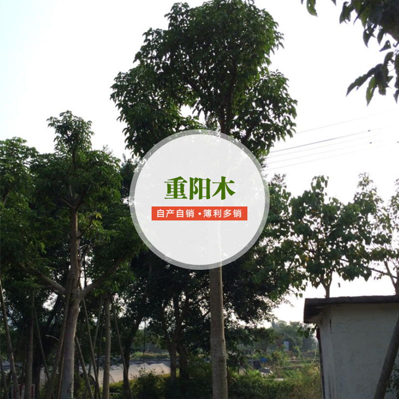重陽(yáng)木批發(fā)商圖片/重陽(yáng)木批發(fā)商樣板圖 (3)