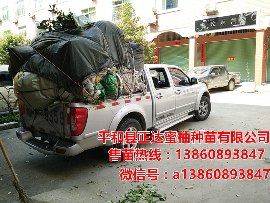蜜柚苗圖片/蜜柚苗樣板圖 (3)