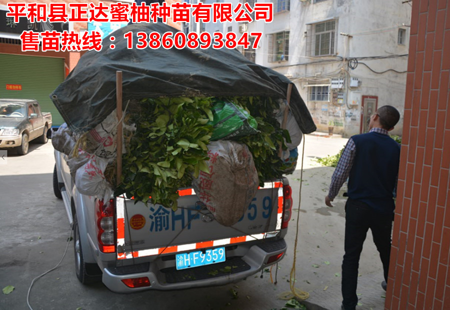 蜜柚苗圖片/蜜柚苗樣板圖 (2)