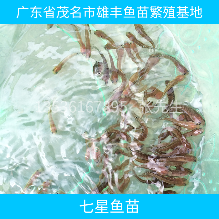 钦州七星鱼苗出售|贺州鲤鱼黄颡鱼苗|北海埃及塘鲺鱼苗欢迎订购