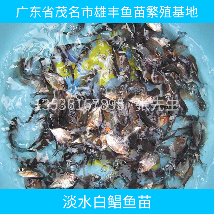 淡水白鯧魚苗圖片/淡水白鯧魚苗樣板圖 (3)
