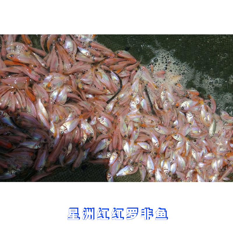廣東星洲紅羅非魚批發(fā)價(jià)格 紅羅非魚種苗批發(fā) 水產(chǎn)育苗養(yǎng)殖場