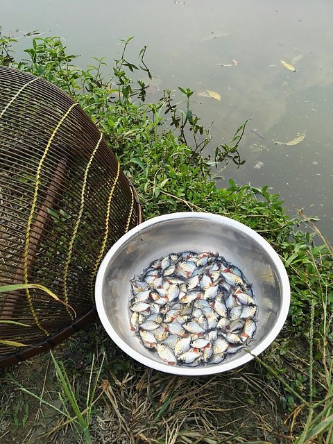 江门市淡水白鲳鱼鱼苗价格厂家