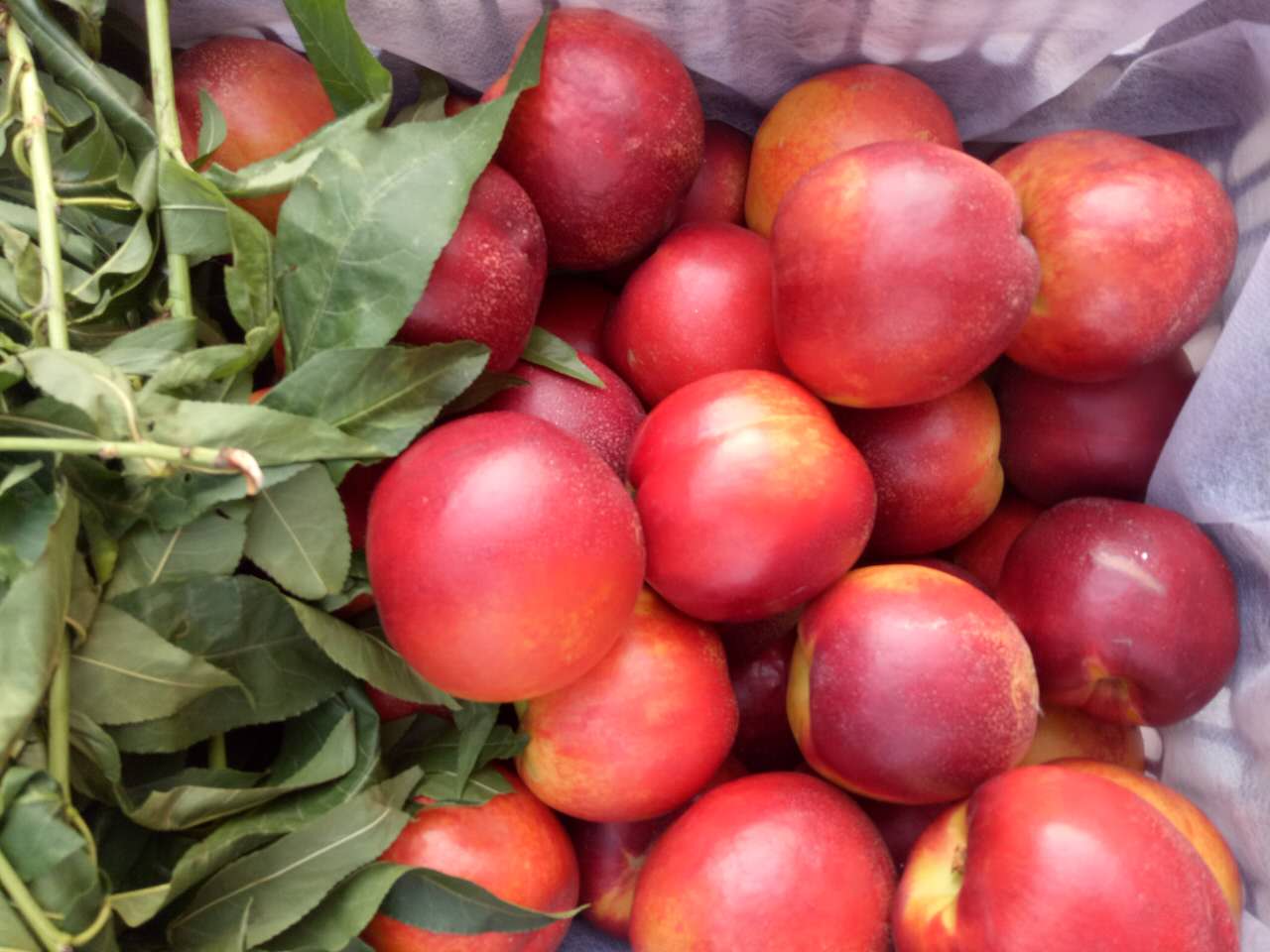 油桃圖片/油桃樣板圖 (4)