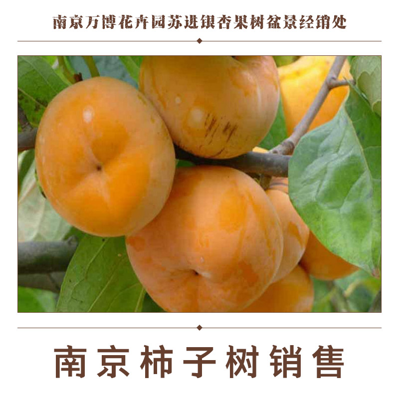 南京柿子樹銷售圖片/南京柿子樹銷售樣板圖 (2)