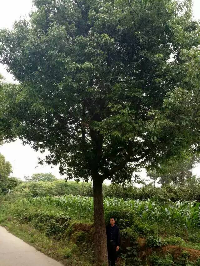 荊州香樟樹(shù) 移栽香樟 15公分香樟價(jià)格