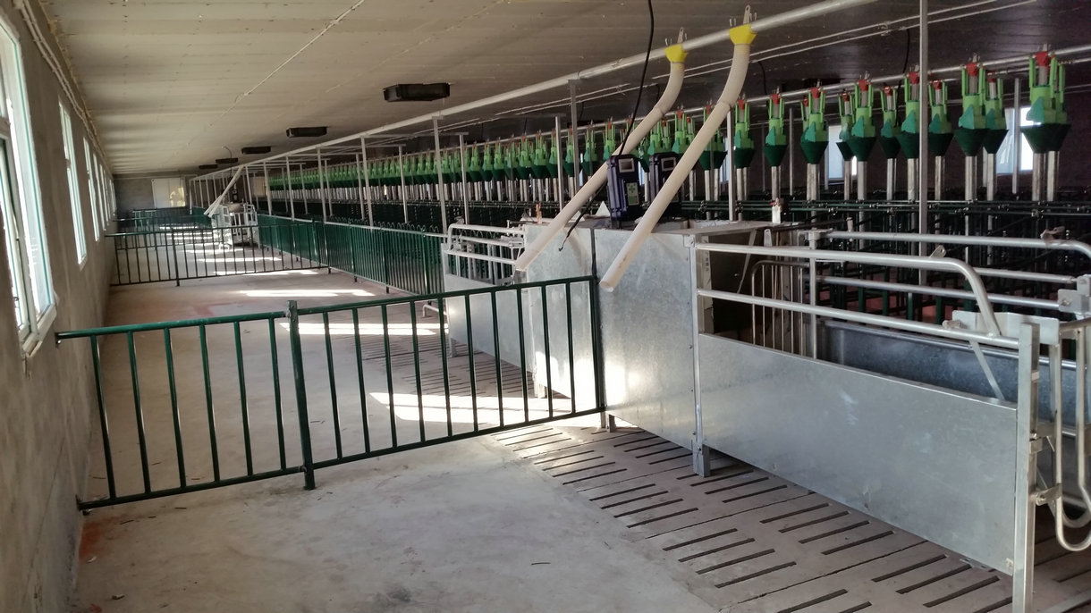 懷孕母豬圖片/懷孕母豬樣板圖 (3)