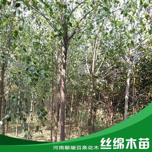 絲綿木圖片