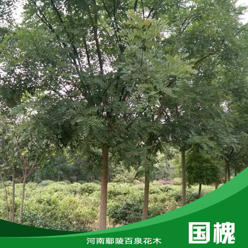 國(guó)槐圖片/國(guó)槐樣板圖 (4)