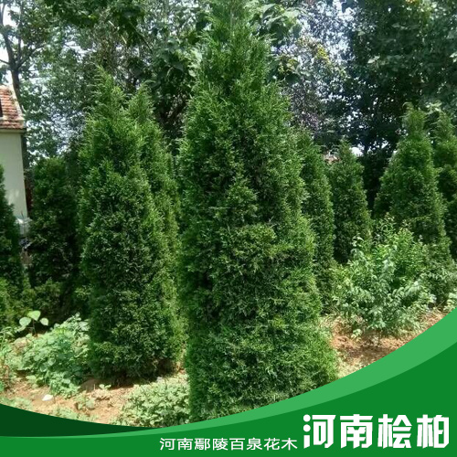 河南檜柏花木種植基地/河南檜柏價(jià)格/河南檜柏批發(fā)/河南花木基地