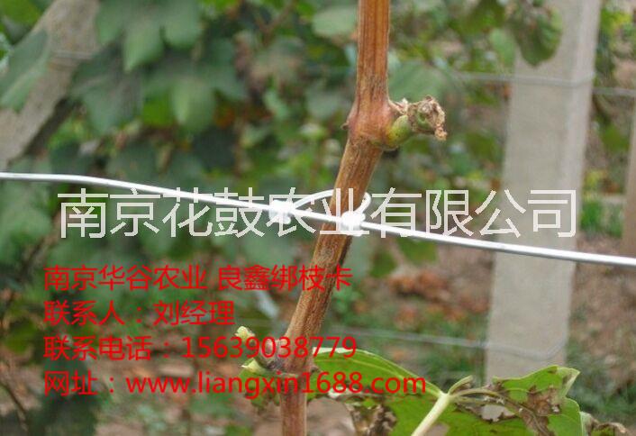 安徽葡萄圖片/安徽葡萄樣板圖 (1)